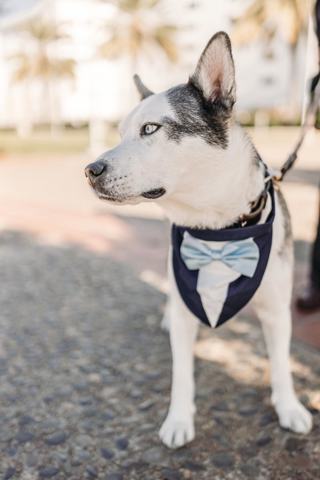 Image of a dog at a downtown courthouse wedding, highlighting the county accessors office as a pet-friendly wedding venue option in San Diego.