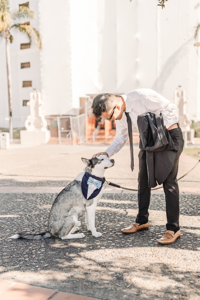 Image of a dog at a downtown courthouse wedding, highlighting the county accessors office as a pet-friendly wedding venue option in San Diego.