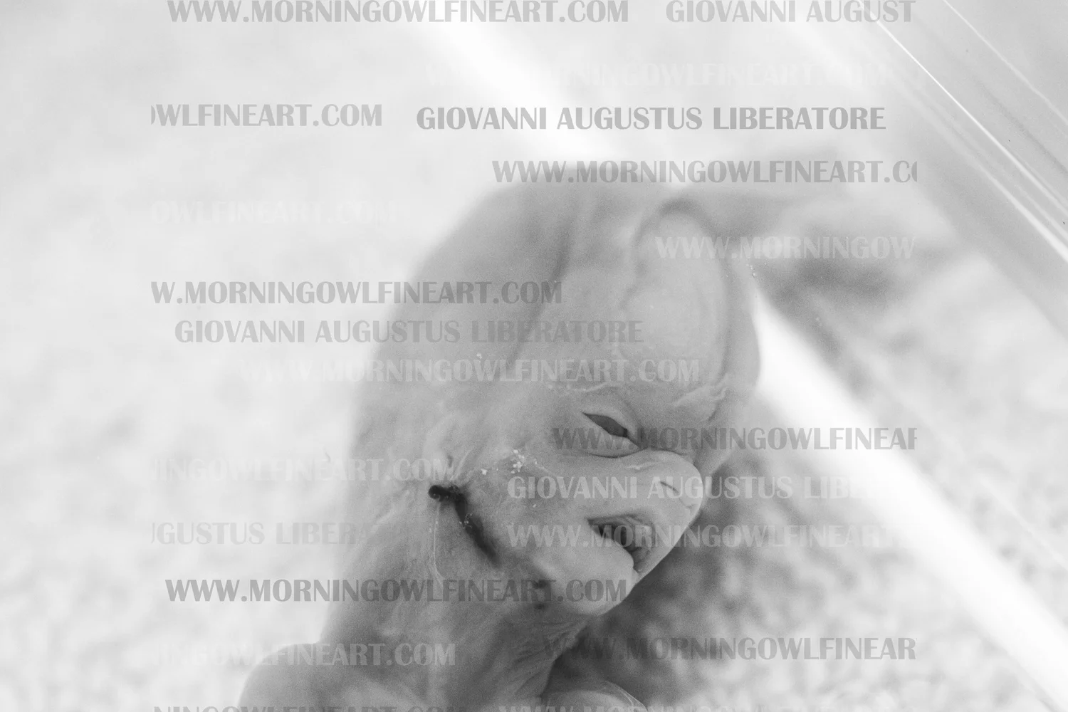 Water Immersion Photography After Infant Loss: How This Gentle Practice ...