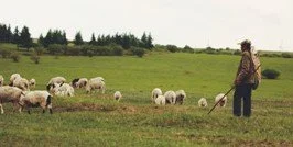 Above the Noise: The Sounds of Summer