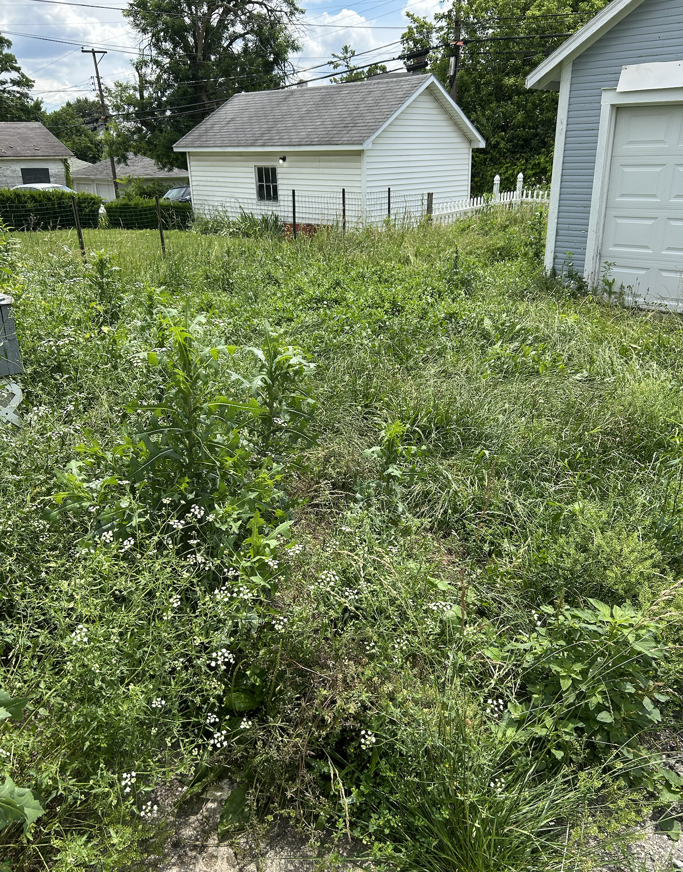 Winning the War on Weeds