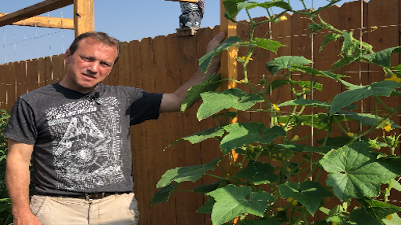 Awesome Raised Bed Cucumber Trellis — Lessons Learned