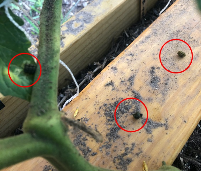 Tomato Hornworm Caterpillar Control. 100 Organic and Effective