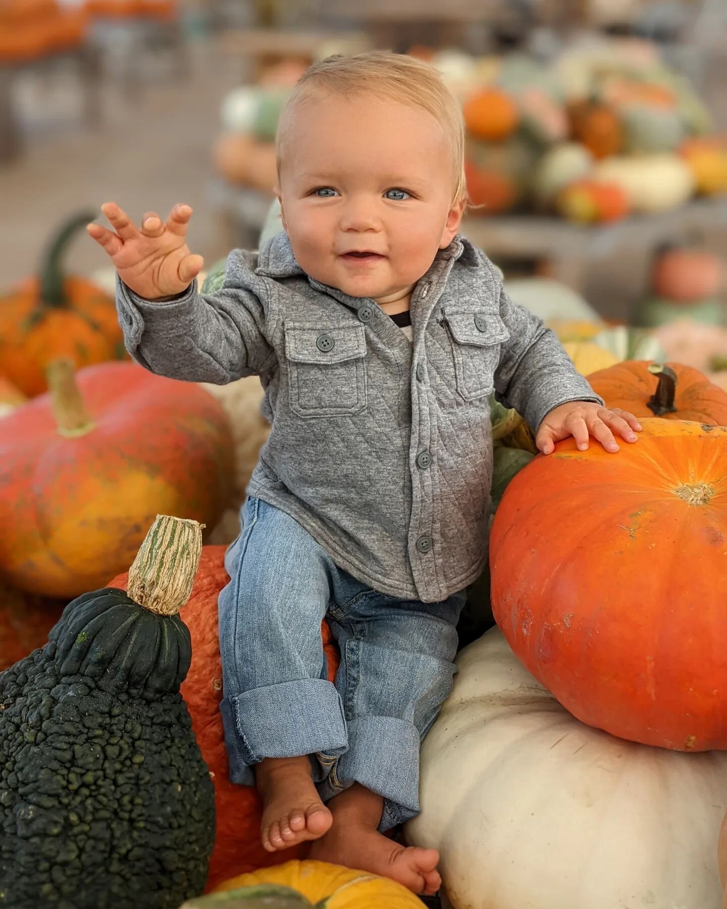 Levi wants you to know that Pumpkins + Gourds are Here!🍂 As well as straw bales, cornstalks, mums, cabbages and everything else you need to decorate for Fall!🌾