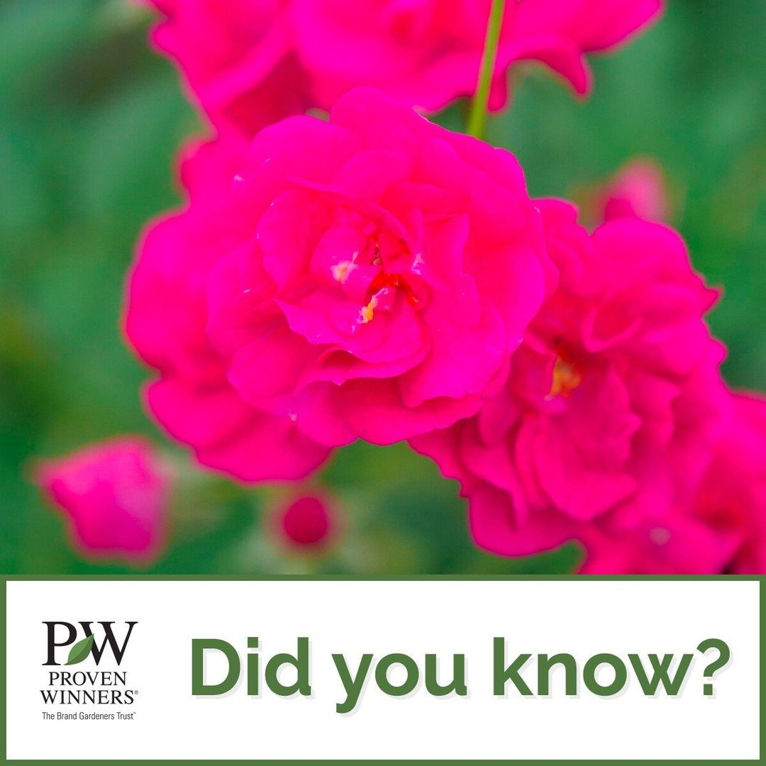 Did you know that proper care of your roses can ensure healthy, vibrant roses all season long? Roses can be a beautiful addition to any garden or landscape. However, they need proper placement, good pruning, proper water, and healthy soil to perform 