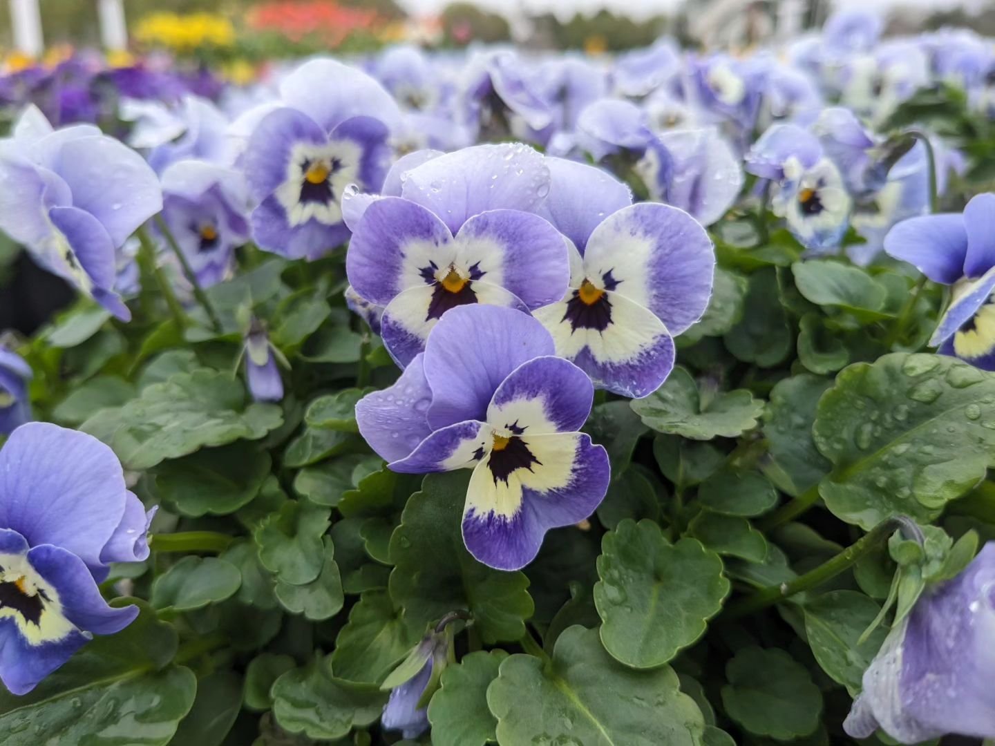 🎉 S A L E 🎉 Run!! All pansies + violas are 30% off and all spring bulbs are 50% off!!🏃&zwj;♀️ 

This was also a big week for plant deliveries! We now have, shrubs, organic herbs, cold crop veggies, new spring annuals, and lots of perennials!!😍🌸?