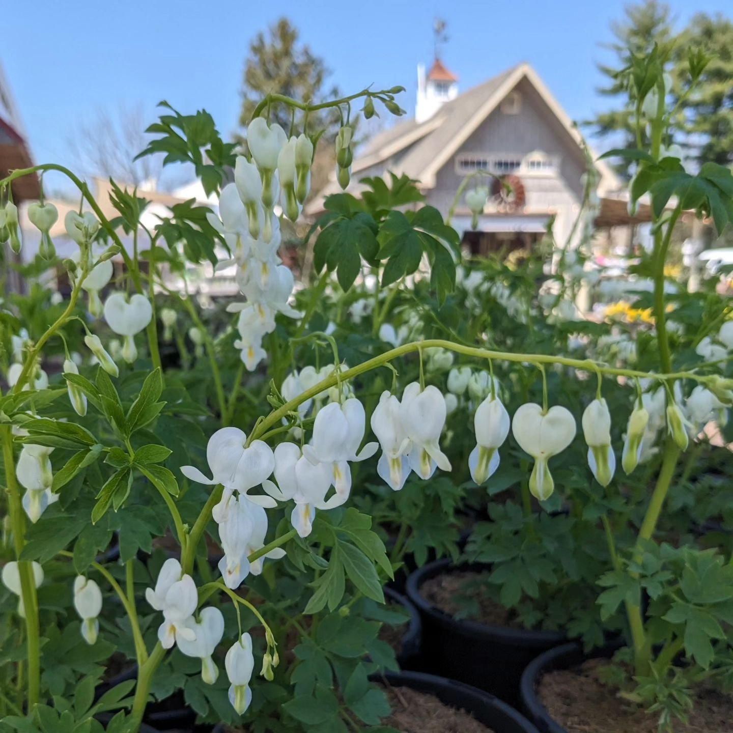 N E W 🎉 We have lots of new arrivals this week! Check out this gorgeous white bleeding heart (first picture) 🤍  and so many more beautiful plants! Fresh organic herbs, veggie plants, new perennials, annuals, shrubs and more!!!🌿