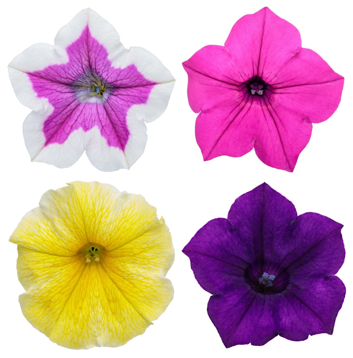 Looking for the latest and greatest in petunias? ProvenWinners has four new varieties this year that we are so excited for you to grow: 

Supertunia&reg; Hoopla&trade; Vivid Orchid&trade;: purple flowers with a bright white border.
Supertunia&reg; Sa