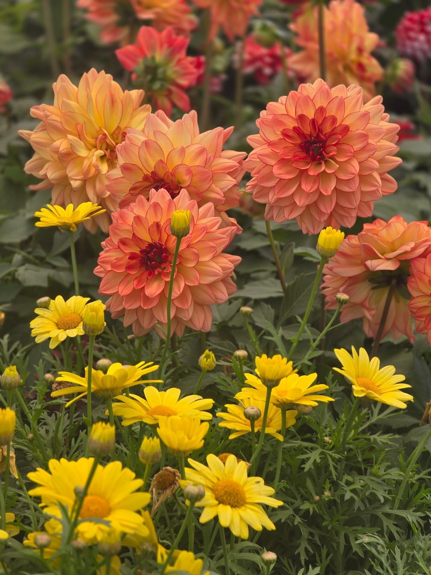 Explore our vibrant selection of Annuals!☀️ Great for filling gaps in your garden or containers. And, they'll bloom all summer long!
 🌼

#countrygardenshed #provenwinners #localnjgardencenter #exploreflemington #explorehunterdon #clintonnj #pittstow