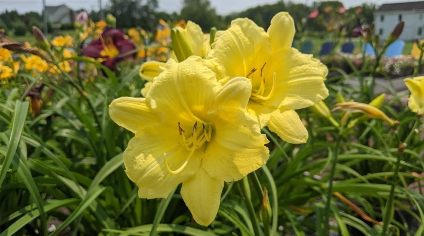 ☔ Rainy Day FLASH SALE!!!🎉 Today ONLY (Saturday, June 14)💦 Take 25% off your purchase and 15% off poly furniture!!! Run - sale goes from 9-6 today ONLY!!🏃&zwj;♀️

#njgardening #exploreflemington #explorehunterdonnj #shoplocalnj #clintonnj #fleming