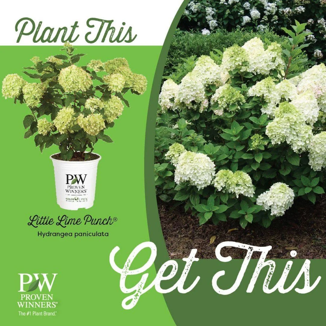 &ldquo;How fast will my shrub grow?&rdquo;

�That&rsquo;s a question we hear often, and the answer depends on a few things. Most shrubs take about 5 to 7 years to reach full size, but it can vary.

If you&rsquo;re starting with a larger plant, it&rsq