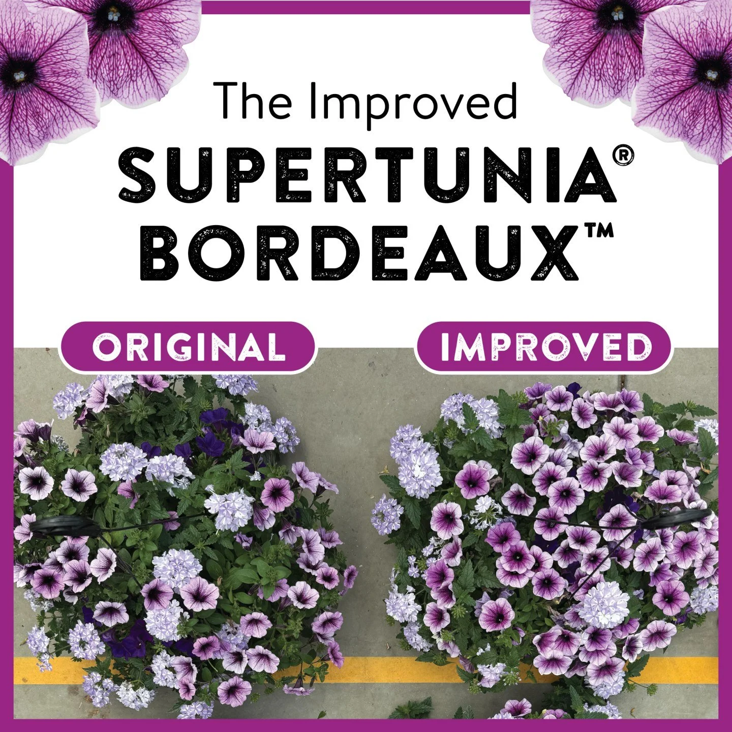 Supertunia&reg; Bordeaux&trade; is already a Proven Winners favorite, and the new Improved version makes it even better. You&rsquo;ll see lighter lavender blooms with the same deep throat and veining, plus a fuller, more balanced habit that shines in