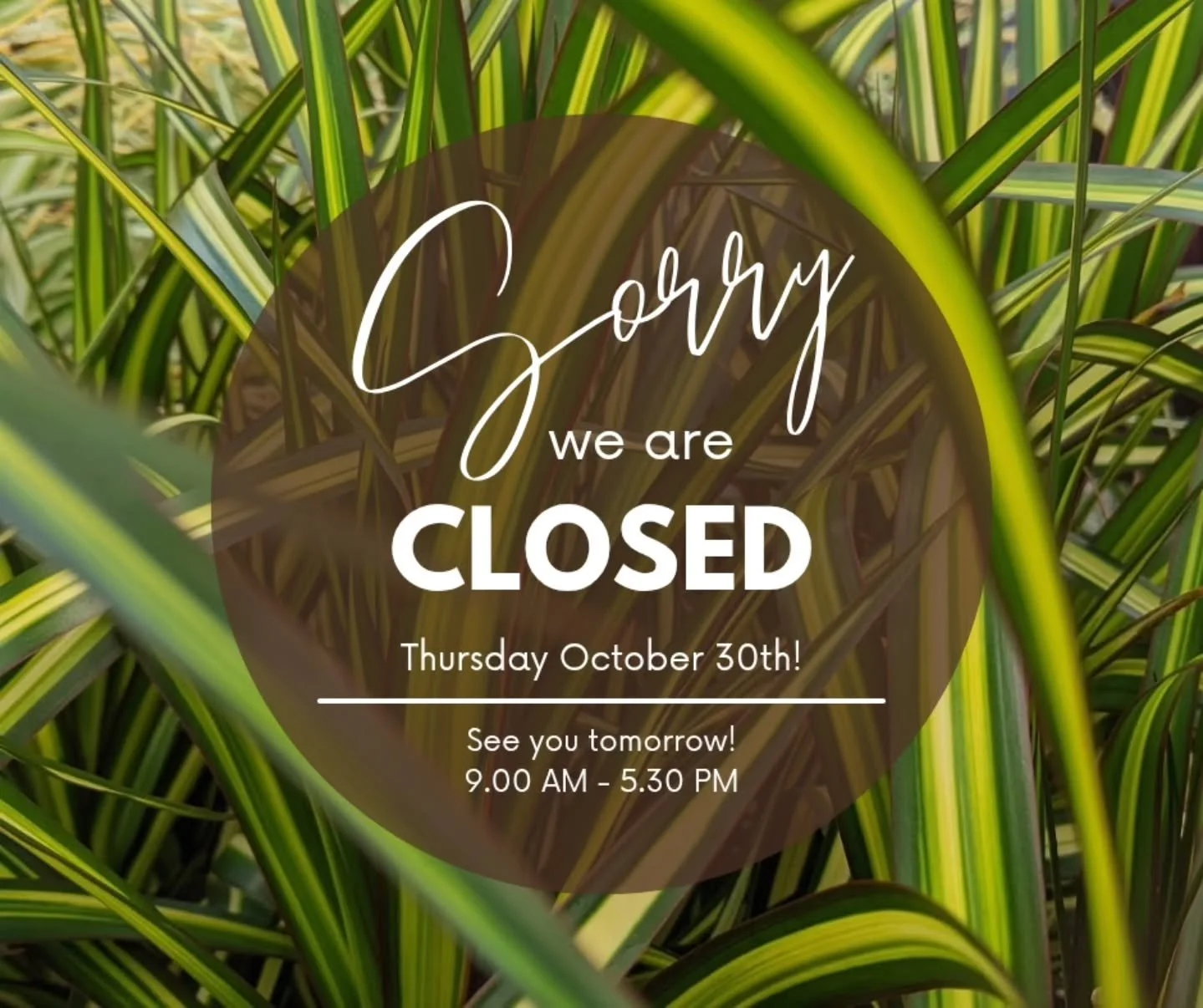 ☔️Good morning! We'll be closed today due to the weather. Stay dry and cozy on this rainy Thursday!🌧

We will be reopening tomorrow at 9 a.m.🌿