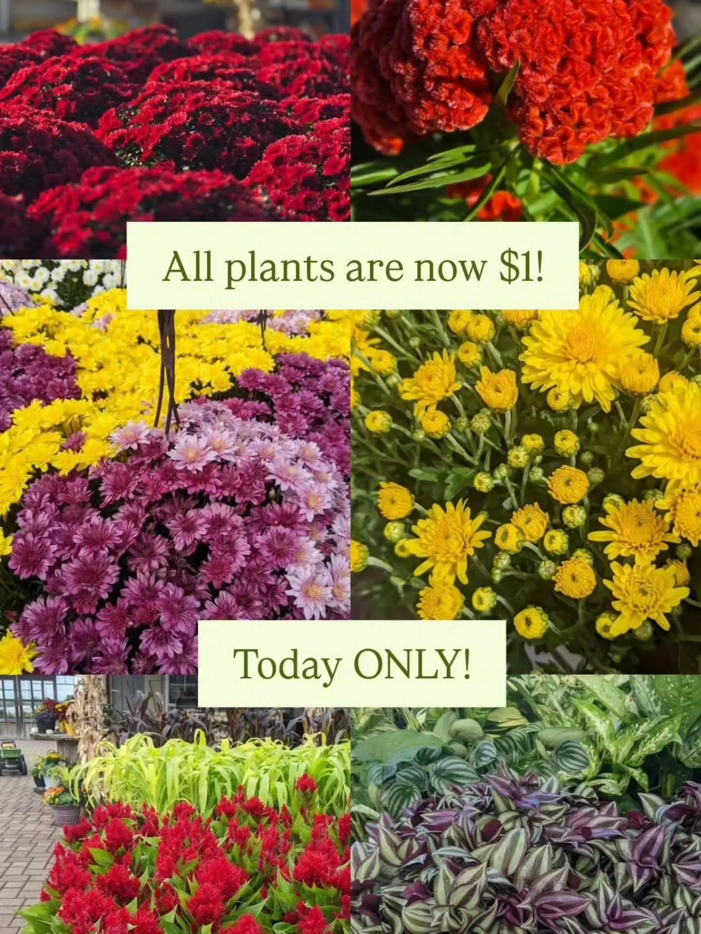 🚨 It&rsquo;s officially our LAST day open for the season! 🚨
We&rsquo;ve got amazing end-of-season deals &mdash; hurry in while supplies last! 🌿

✨ ALL plants just $1!
✨ Plus, take an additional 20% off all non-plant items! (Adirondack chairs exclu