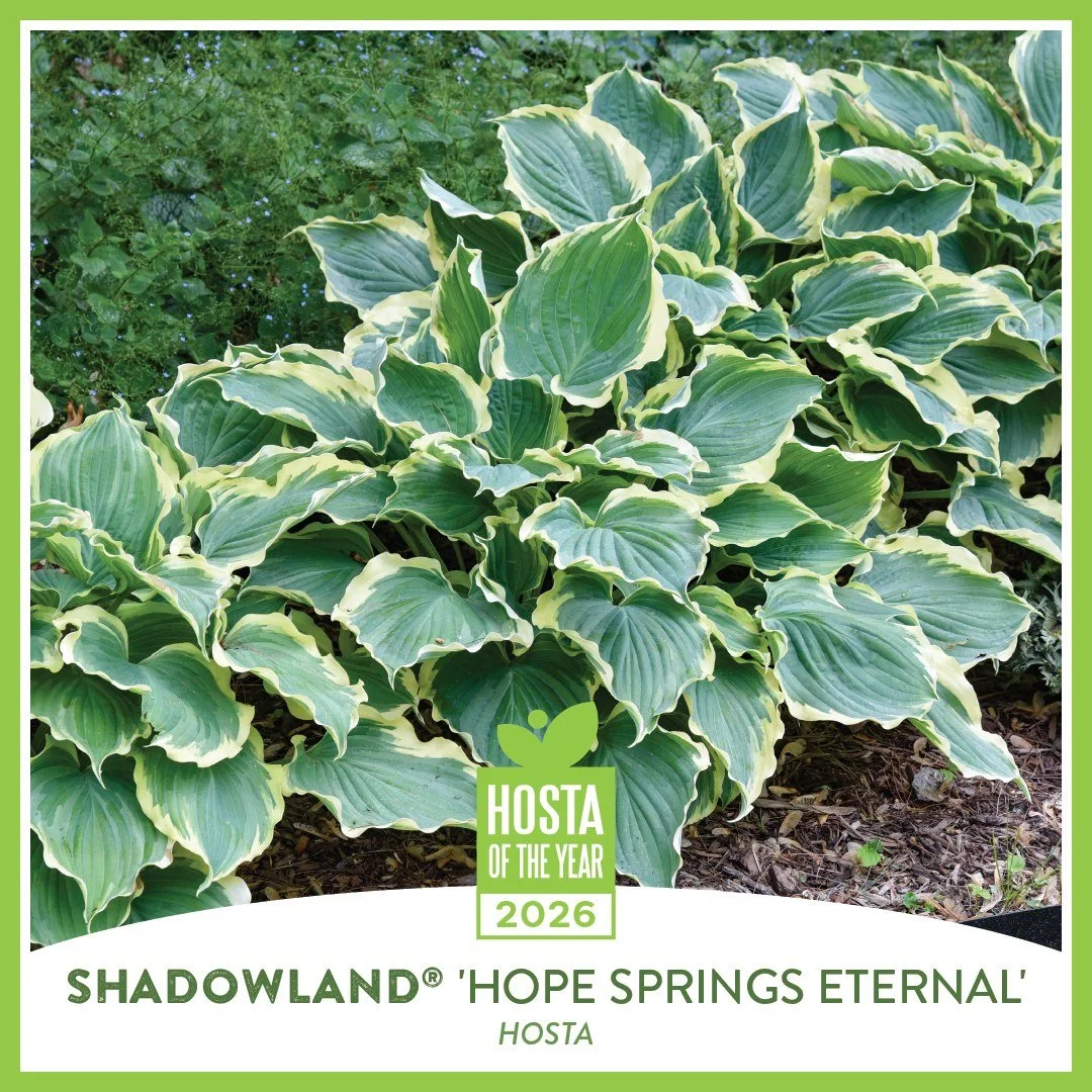 Add timeless beauty to your garden with Shadowland&reg; Hope Springs Eternal, the 2026 Hosta of the Year from Proven Winners. This ruffled hosta delights year after year with heart-shaped, blue leaves edged in crisp, creamy white. In summer, it is to