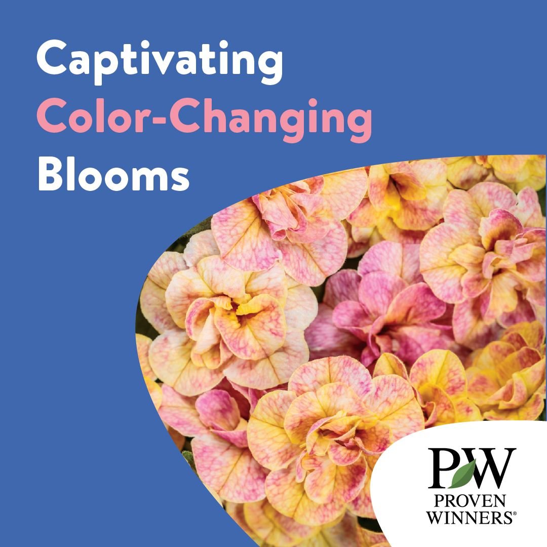 Look for Superbells Magic&reg; Double Grapefruit Calibrachoa in spring 2026! Stunning color-shifting blooms that are perfect for hanging baskets, window boxes, and upright containers. You can depend on its heat tolerance and continuous bloom from spr