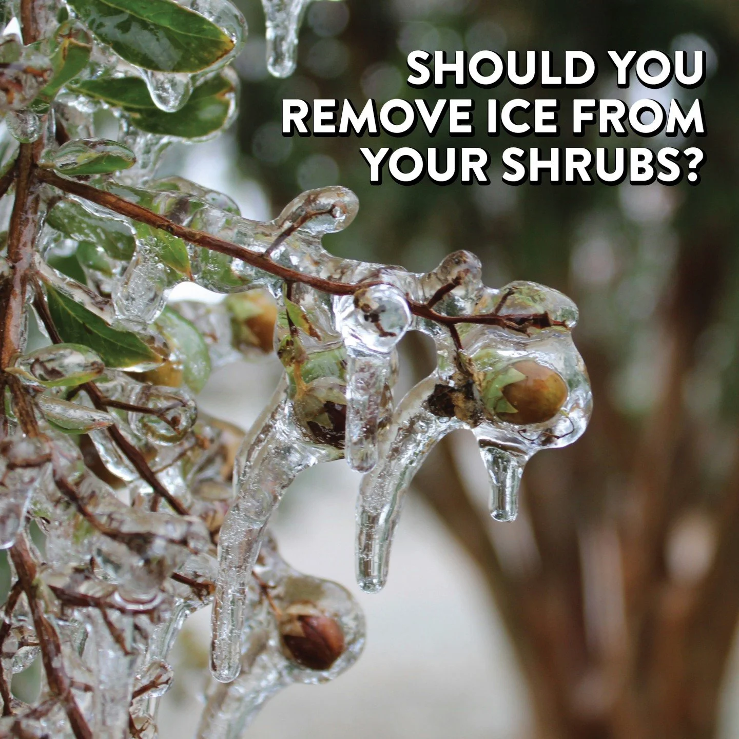 Should I remove the ice from my shrub? 

No, resist the urge to remove ice from your shrubs. This well-intentioned act can often do more harm than the ice itself. The ice will melt naturally, usually without problems. If heavy ice breaks branches, pr