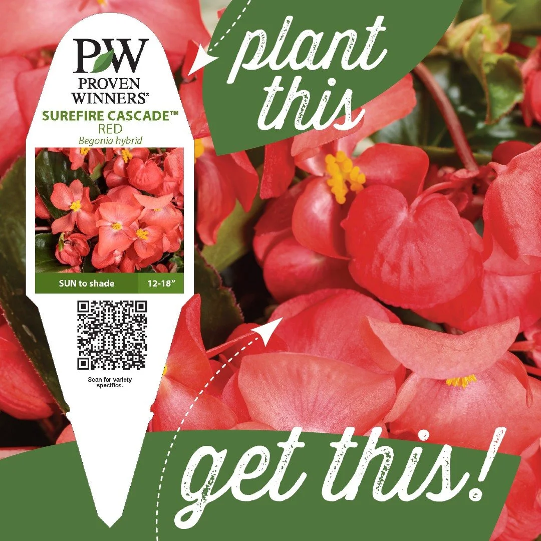 Coming Spring 2026: Surefire Cascade&trade; Red Begonia! This new trailing begonia expands Proven Winners popular Surefire&reg; line with a perfect option for large hanging baskets or garden beds, where it spills beautifully as a spreading filler. Gl
