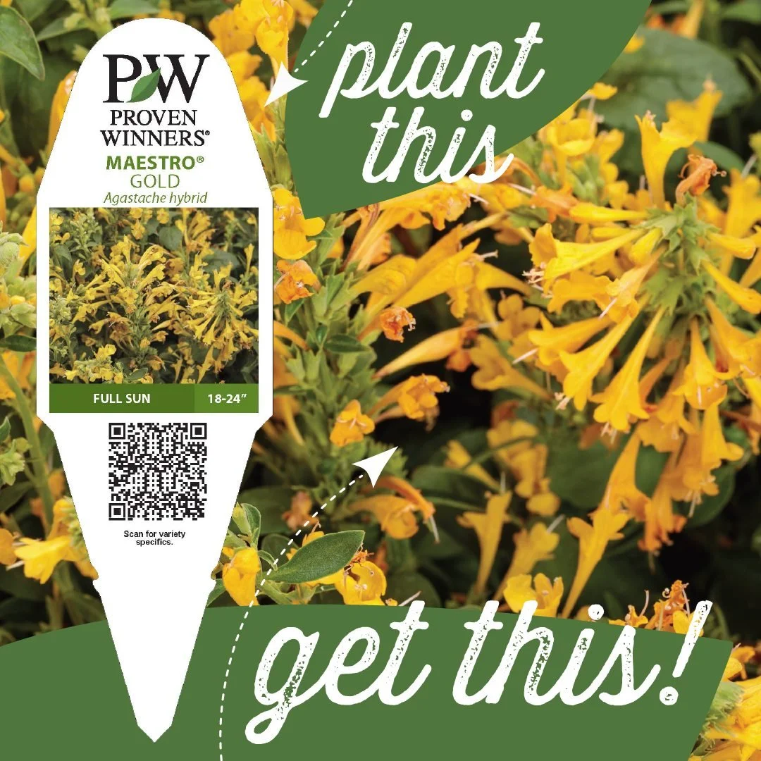 Coming this spring - the new Maestro&reg; Agastache series! These colorful plants bloom from early summer to fall with no trimming required. Perfect for landscapes and large containers! They are heat and drought-tolerant, deer-resistant, and loved by