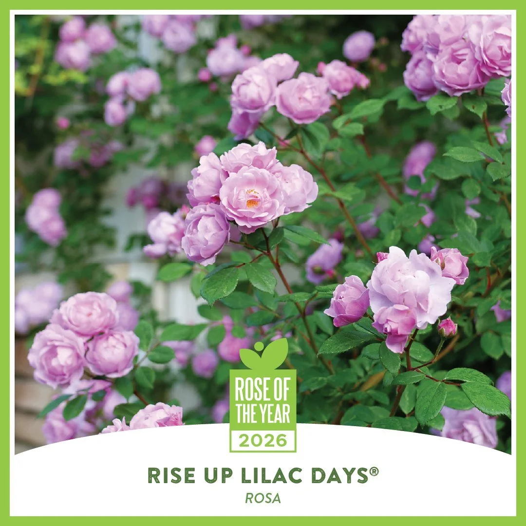 Meet the 2026 Rose of the Year: Rise Up Lilac Days&reg; from Proven Winners ColorChoice&reg; Shrubs. This fragrant mini climber features unique purple-blue blooms and a healthy, versatile habit that can be grown as a climber or shrub. A beautiful, ea