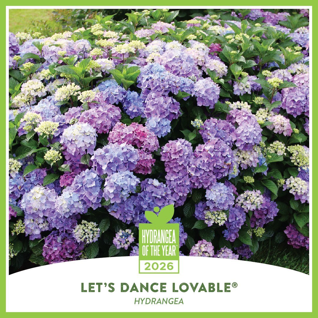 Let&rsquo;s Dance Lovable&reg; Reblooming Bigleaf Hydrangea is the 2026 Hydrangea of the Year! It blooms on old and new wood for reliable color all summer, even after tough winters or pruning. With vibrant mophead blooms that shift from blue or purpl