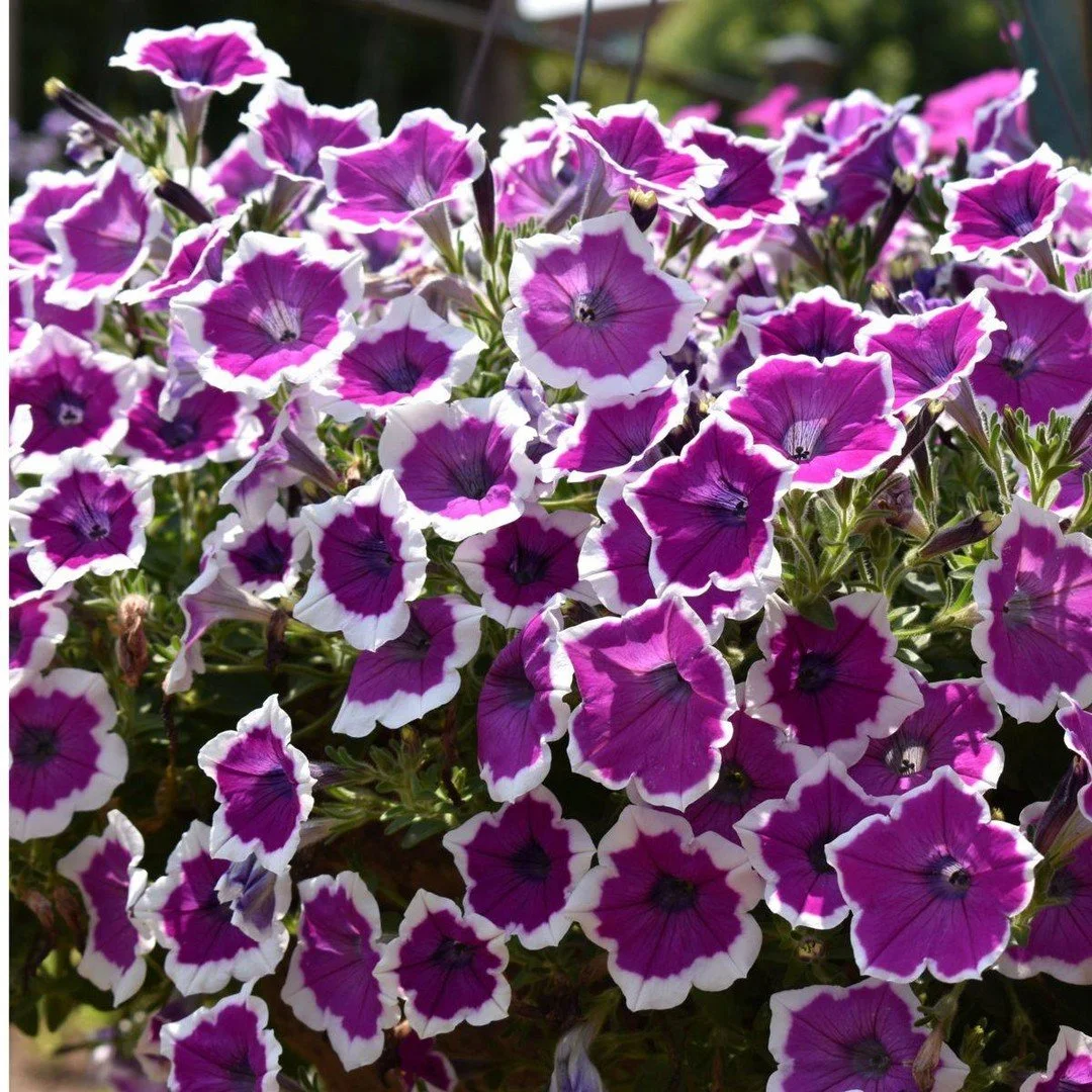 Garden friends, we&rsquo;re excited to introduce the 2026 Petunia of the Year from Proven Winners: Supertunia&reg; Hoopla&reg; Vivid Orchid&trade;. With rich purple blooms edged in bright white, this petunia stays fresh-looking from spring through fa