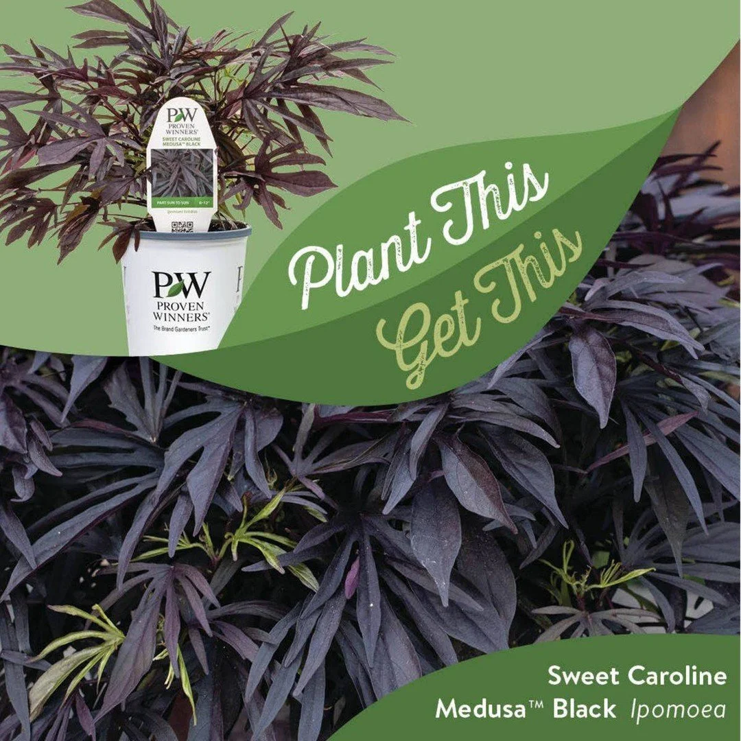 Looking to refresh your spring containers? Check out two bold new ornamental sweet potato vines from Proven Winners. Sweet Caroline Sweetheart Shadowstorm&trade; and Sweet Caroline Medusa&trade; Black both bring dramatic foliage, great texture, and h