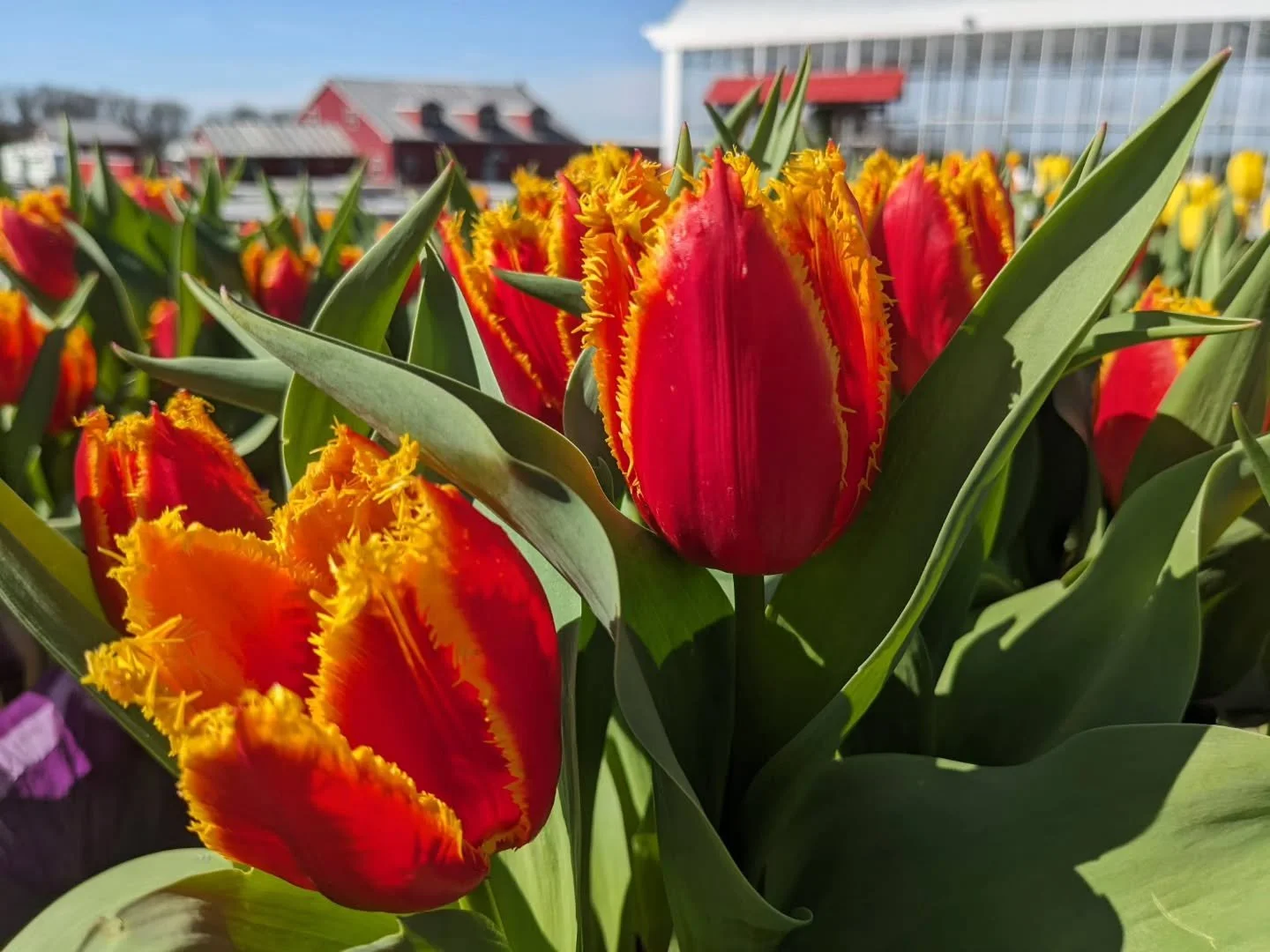 Happy first day of spring! 🌸 We&rsquo;re busy getting everything ready for opening day and can&rsquo;t wait to welcome you back!

#countrygardenshed #hunterdoncountynj #clintonnj #flemingtonnj ##pittstownnj