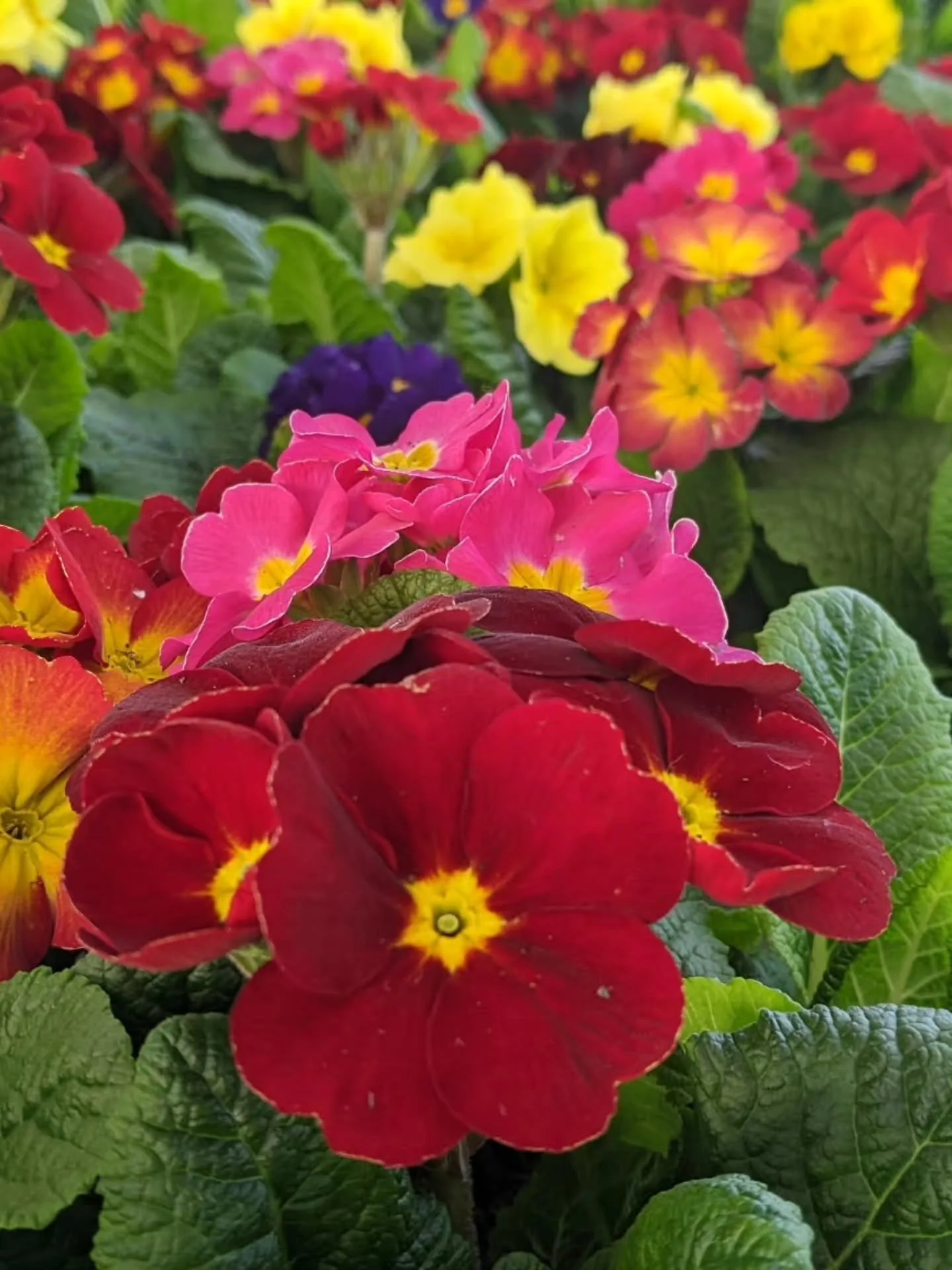 Happy Opening Day! 🌼
We have tons of fun things happening this weekend at The Country Garden Shed!

✨ The first 20 people to make a purchase today will receive a free complimentary gift (while supplies last).

We&rsquo;re also running some special s