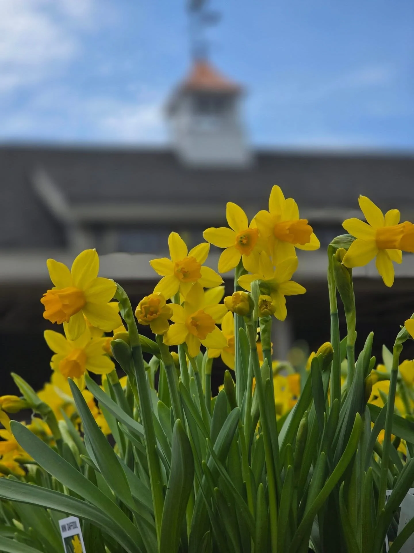 Looking to plant more bulbs before the weekend? Stop in and explore our stunning selection! 🌷

Bulbs are one of the easiest ways to add instant color to your garden, and many will come back year after year with very little maintenance. Perfect for b