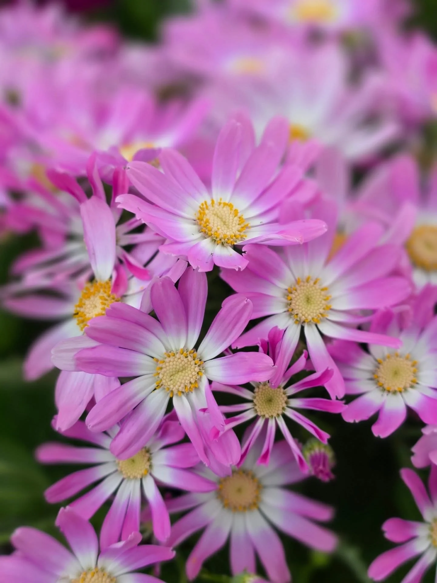 Happy Monday! ☀️ We hope you all had an amazing weekend!

The week ahead is looking beautiful &mdash; perfect weather to stop in and explore our selection of spring annuals &amp; perennials, custom planters, garden essentials, spring d&eacute;cor, an