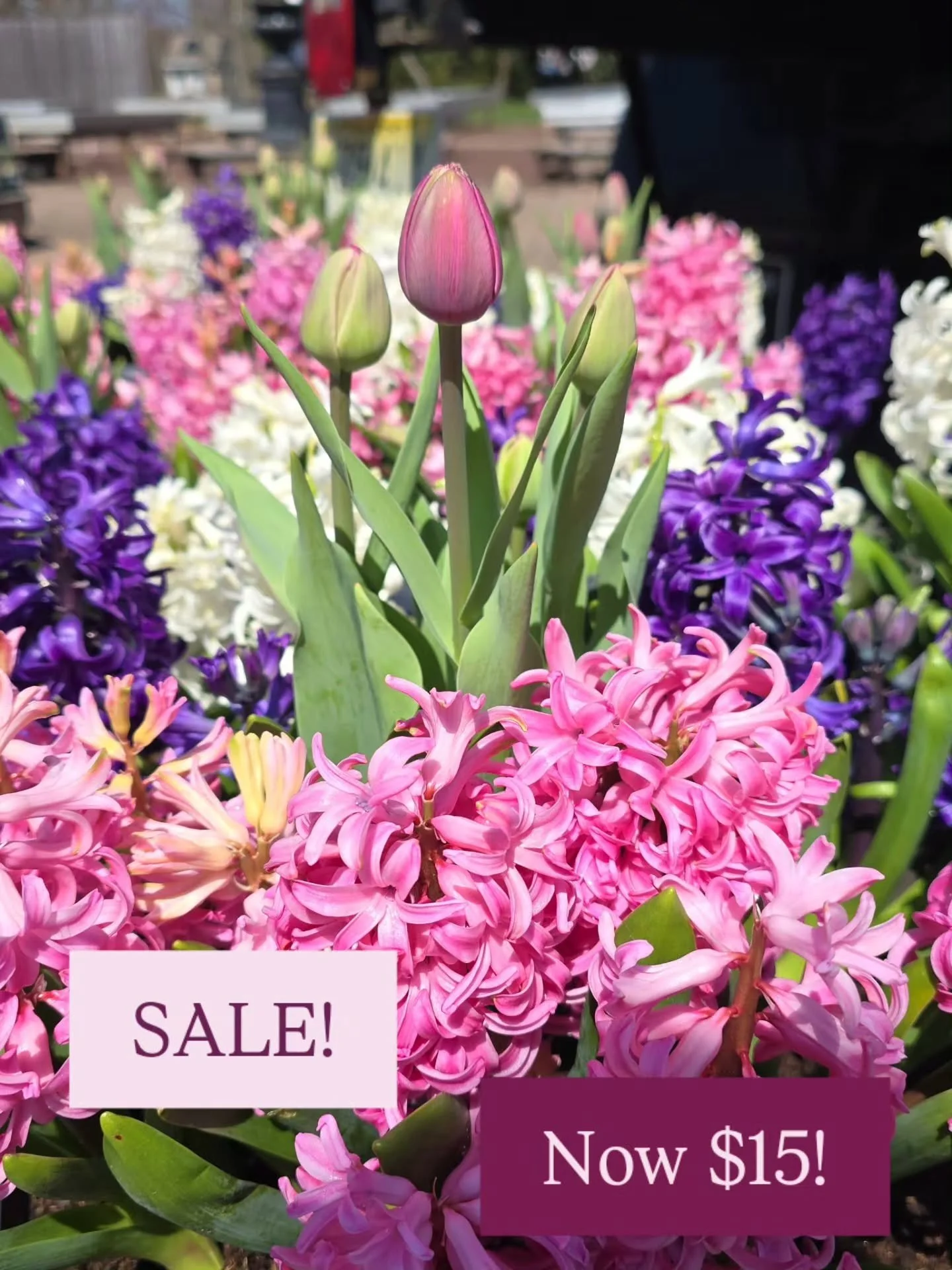 🌷 BULB BLOWOUT SALE! 🌷

We have a variety of different bulbs on sale right now. Don't wait&mdash;stop in and grab them before they're gone!

Plant them now and enjoy beautiful blooms this season, and the best part? Many bulbs come back year after y