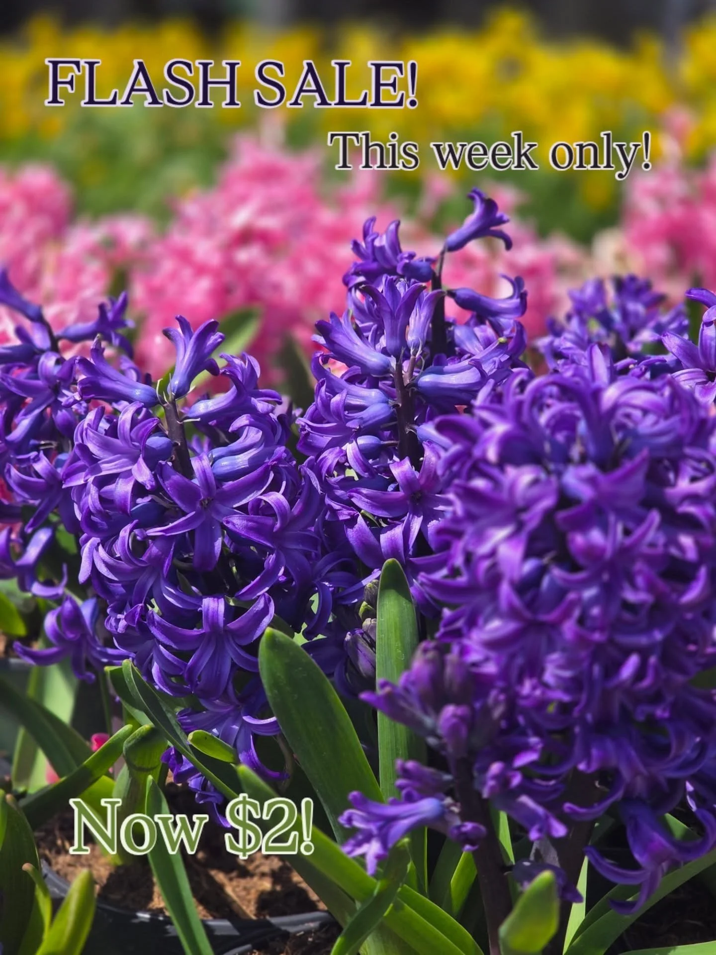 FLASH SALE &mdash; This Week Only!

🌼 40% OFF Pansies &amp; Violas
🌷 All 6" bulbs just $2
🌸 Viola Hanging Baskets &ndash; $5 (sale extended!)
🪴 12" Hexagon Bulb Planter &mdash; $5 (was $19.98)
🌱 2.4G Spring Bulb Planter &mdash; $10 (wa