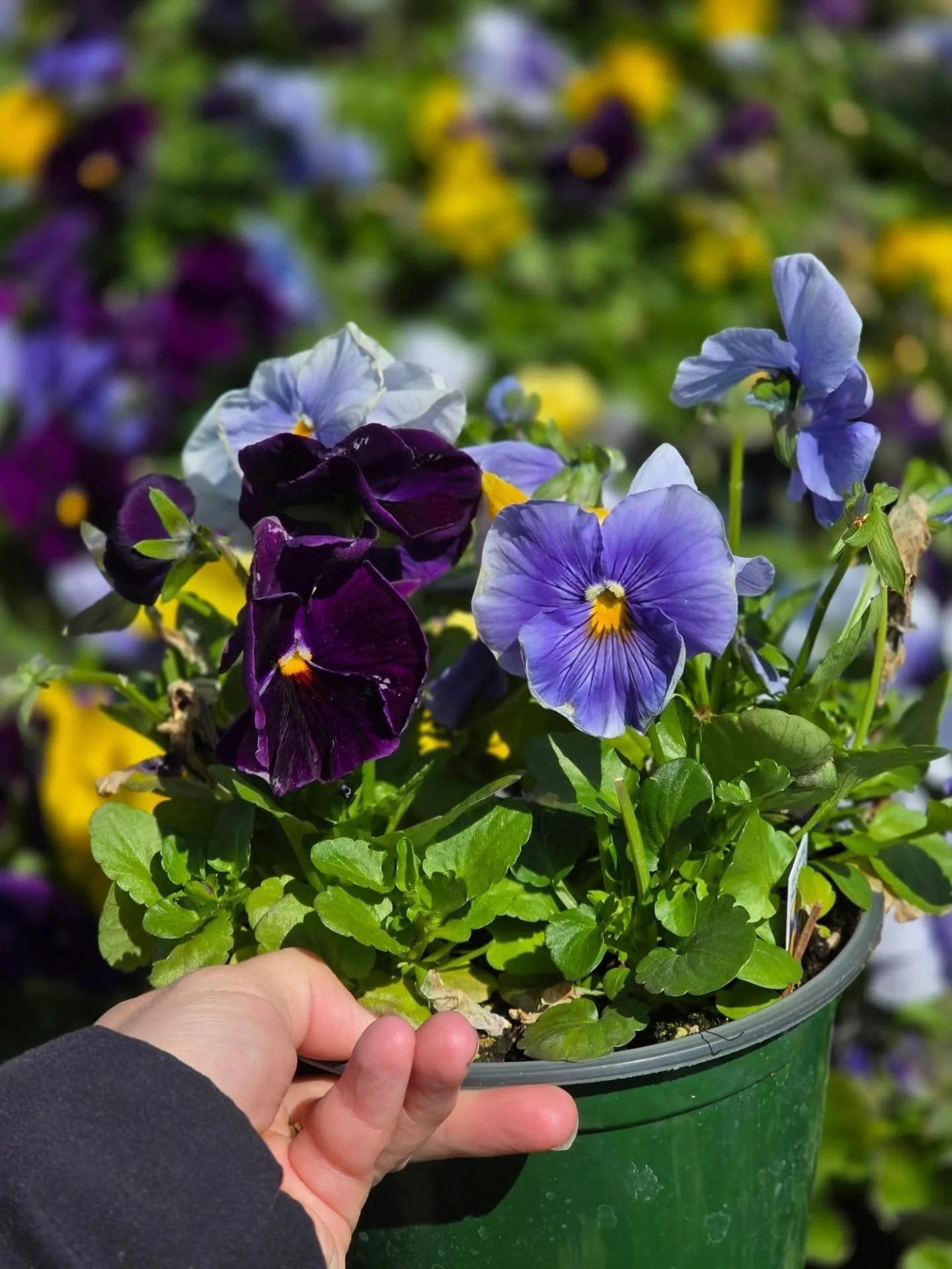 🌎 Happy Earth Day!

Stop in today only and receive a FREE 6" pansy! 🌼 These colorful blooms are the perfect cool-weather spring plant, thriving in crisp temperatures while adding instant cheer to your porch, patio, or garden.

Today only, whil