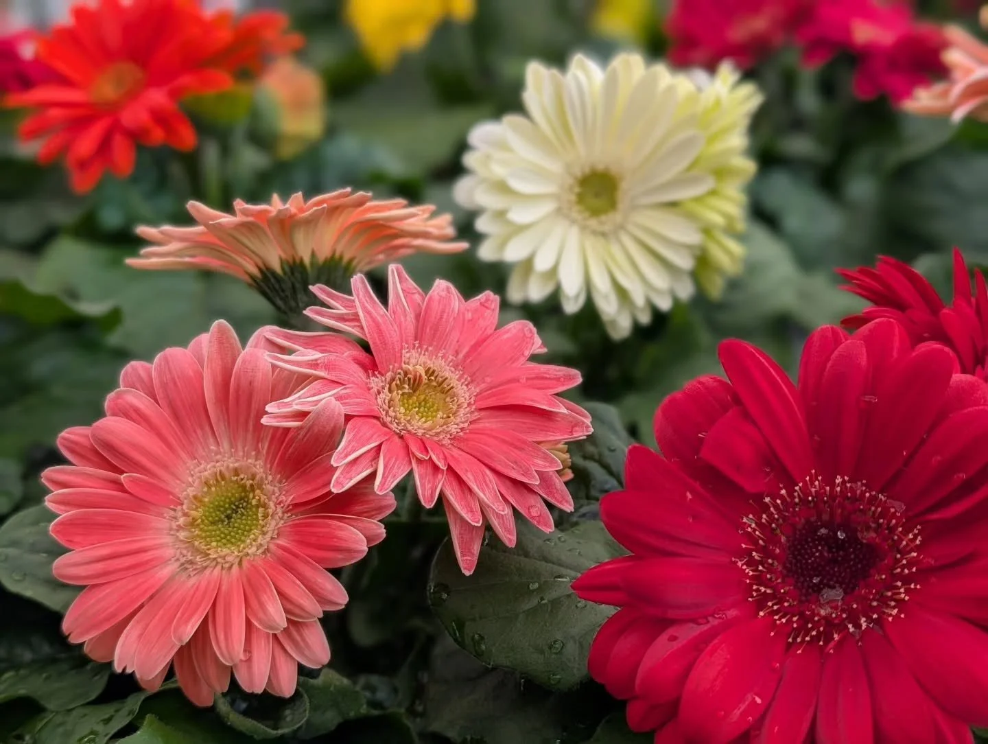 New arrivals are here! 🌸

We just got in so many beautiful new flowers&mdash;spring annuals, veggie flats, hanging baskets, tropicals, new doormats, and more. It&rsquo;s the perfect time to refresh your space for the season!

Stop by this weekend an