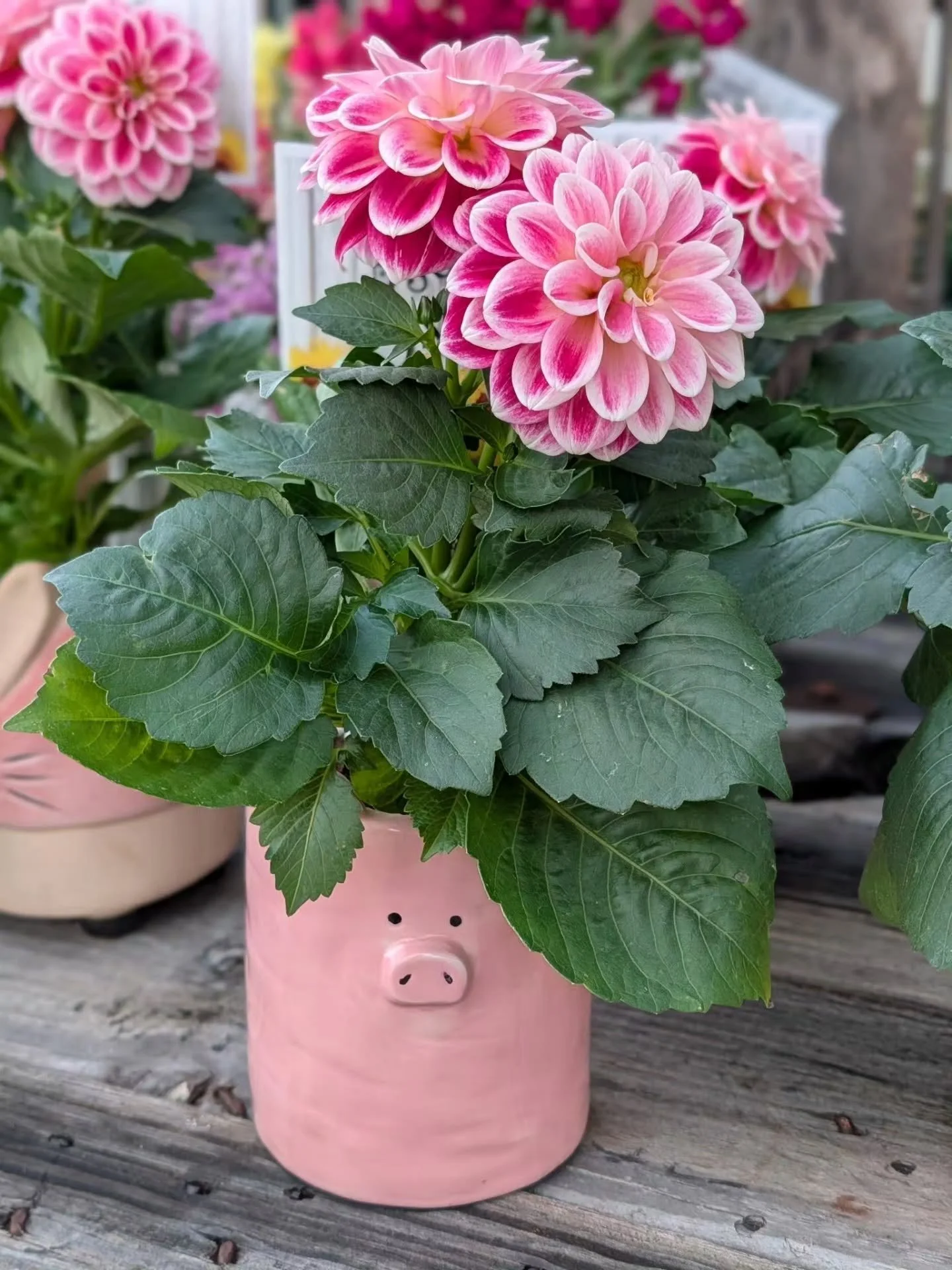 Mother&rsquo;s Day is THIS weekend 💐✨

Still looking for the perfect gift? Skip the ordinary and come shop our unique selection at The Country Garden Shed!🌿 

From gorgeous plants and custom planters to unique gifts Mom will absolutely love&mdash;w
