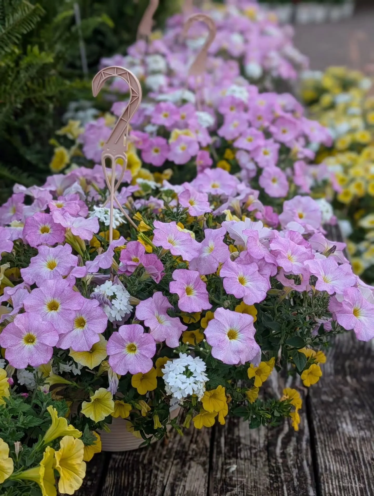 Mother&rsquo;s Day is TOMORROW! 💐✨

Still looking for the perfect gift? Stop by Country Garden Shed and shop beautiful plants, hanging baskets, unique gifts, and more for all the moms in your life! 💝

We&rsquo;ll also have a FREE Mother&rsquo;s Day