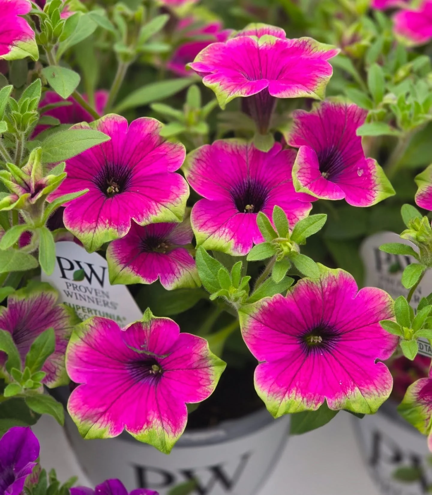 Warmer weather is on the way, which means it's OFFICIALLY planting season! 🌸 Stop by and shop our colorful selection of flowers perfect for planters, garden beds, and hanging baskets! So many beautiful varieties to choose from! Let us be your one-st