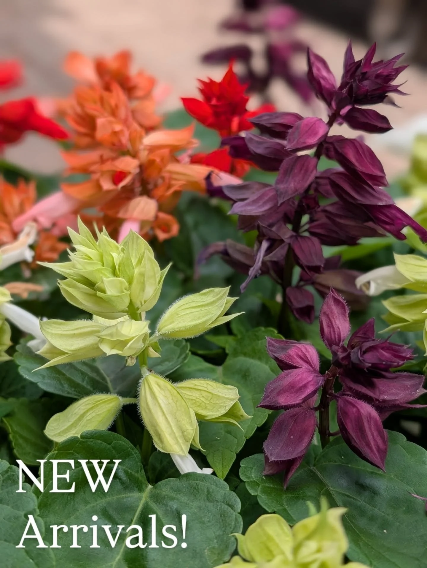 NEW NEW NEW 🎉 Two new deliveries arrived today! Organic Herbs have been restocked, we now have Organic Vegetable plants, and LOTS of annuals in flats!! Vinca, portulaca, salvia, &amp; petunias - just to name a few!🌼 

It's perfect weather to start 