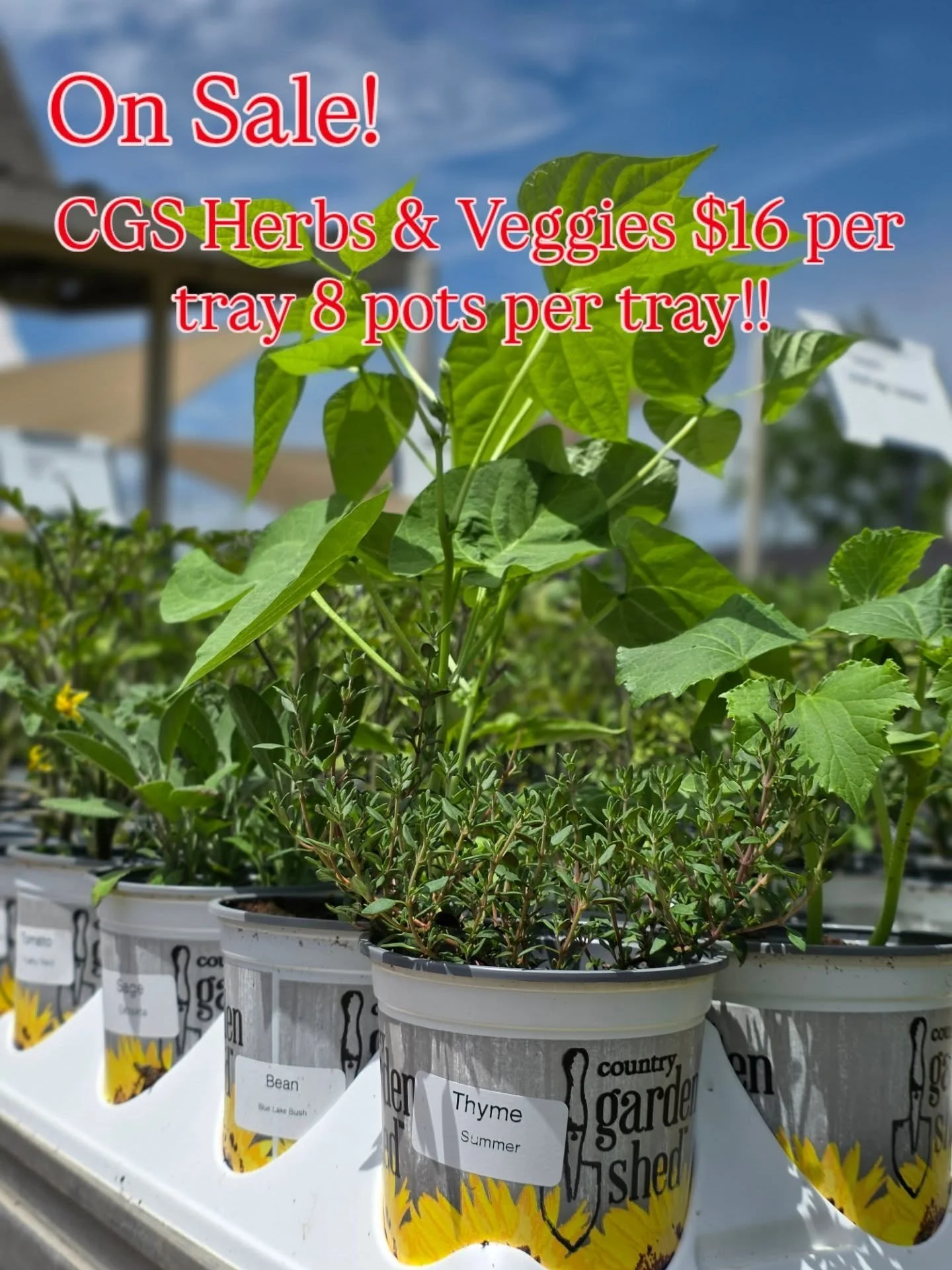 🚨 TODAY IS THE LAST DAY OF OUR FLASH SALES!🚨

🌸 Proven Winners annual trays &mdash; NOW ONLY $40 (regularly $52!) Mix &amp; match your favorites!
🌿 Country Garden Shed herb &amp; veggie trays &mdash; JUST $15 for a full tray (regularly $24!) Mix 