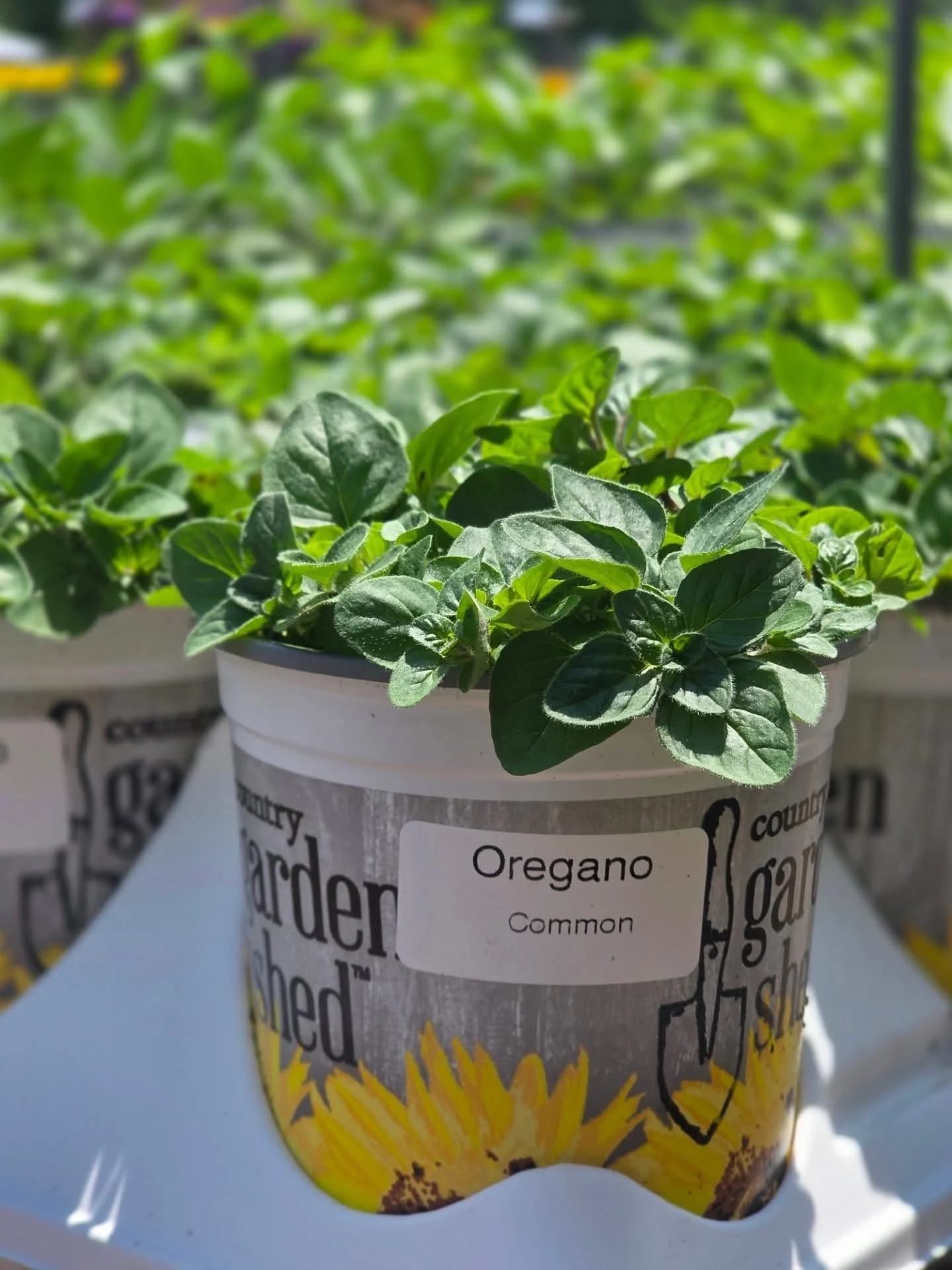 🚨 SALE EXTENDED THROUGH SATURDAY! 🚨

Country Garden Shed herbs &amp; veggies are just $16 per tray (8 pots per tray, trays originally $24!) 🌱🍅 Mix &amp; match your favorites and take advantage of this perfect planting weather! ☀️🪴

#CountryGarde