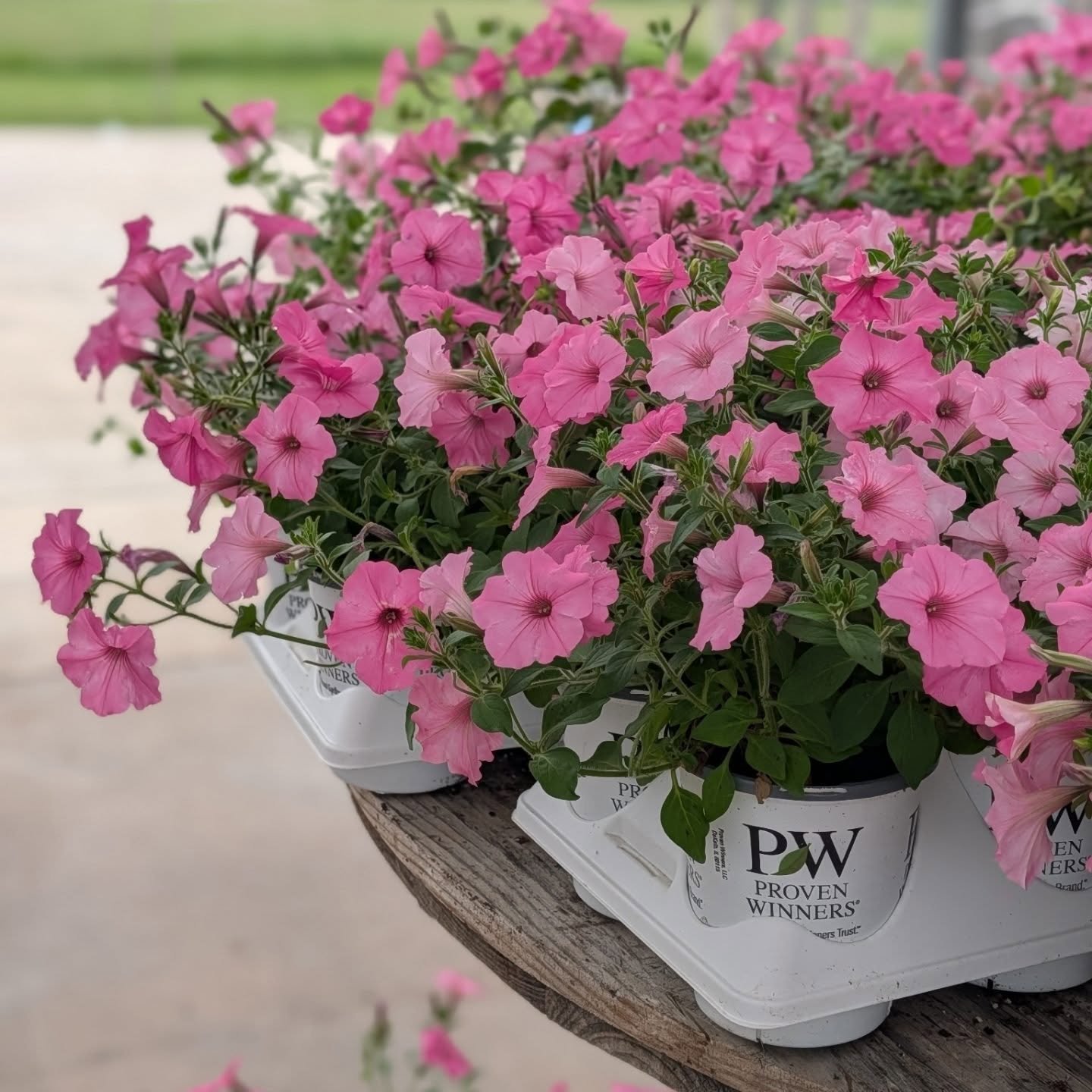🌿 PROVEN WINNERS SALE! 🌿

Mix and match your favorite Proven Winners 1qt plants and get a tray of 8 for just $40 (originally $52)! 🌸✨

Perfect for filling garden beds, containers, and hanging baskets. Stop in this week and stock up while supplies 