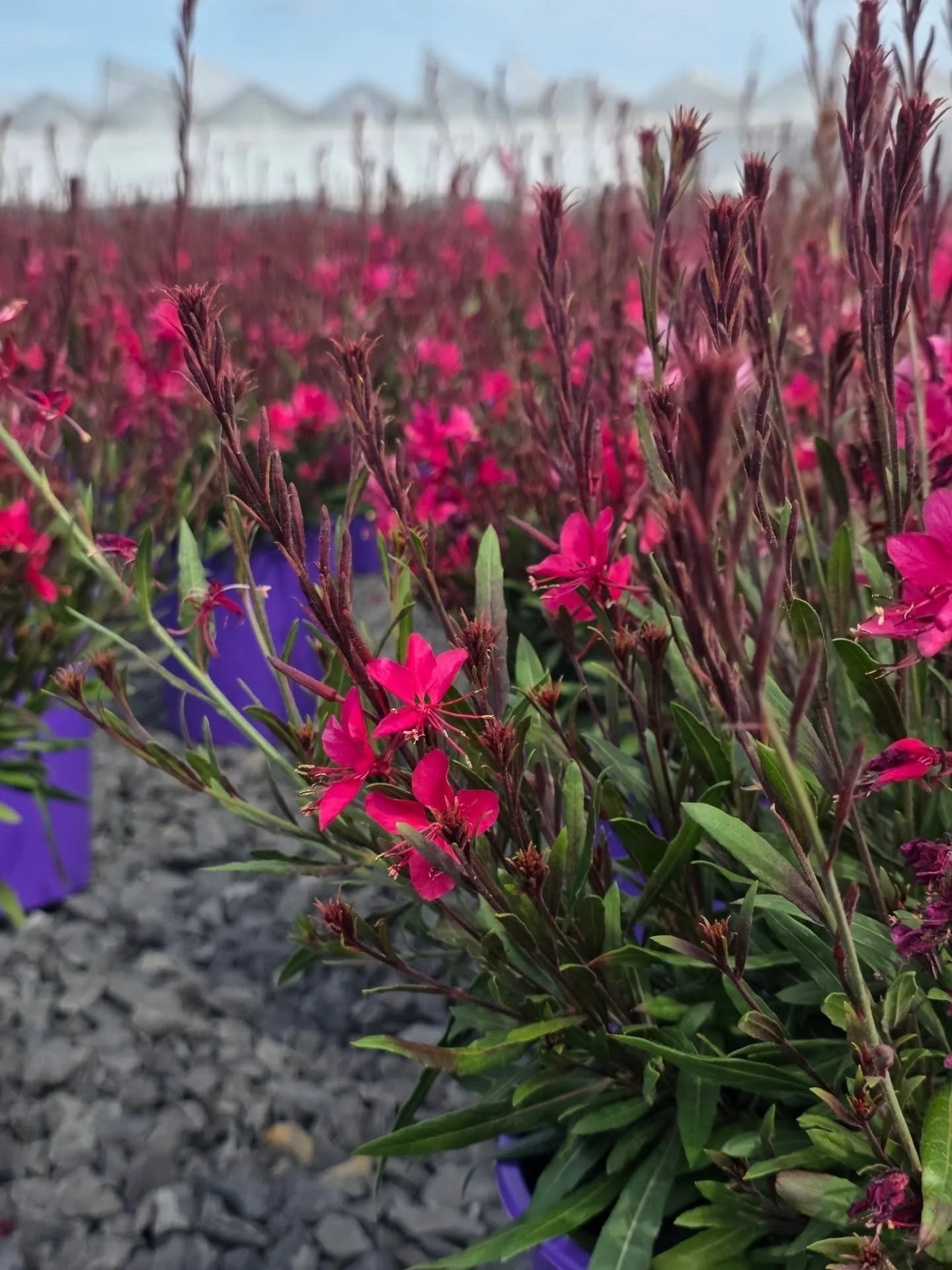 Our Gaura plants are loving these beautiful sunny days! 😍☀️

With their airy blooms and graceful movement in the breeze, Gaura adds long-lasting color and charm to any garden. 🌸✨