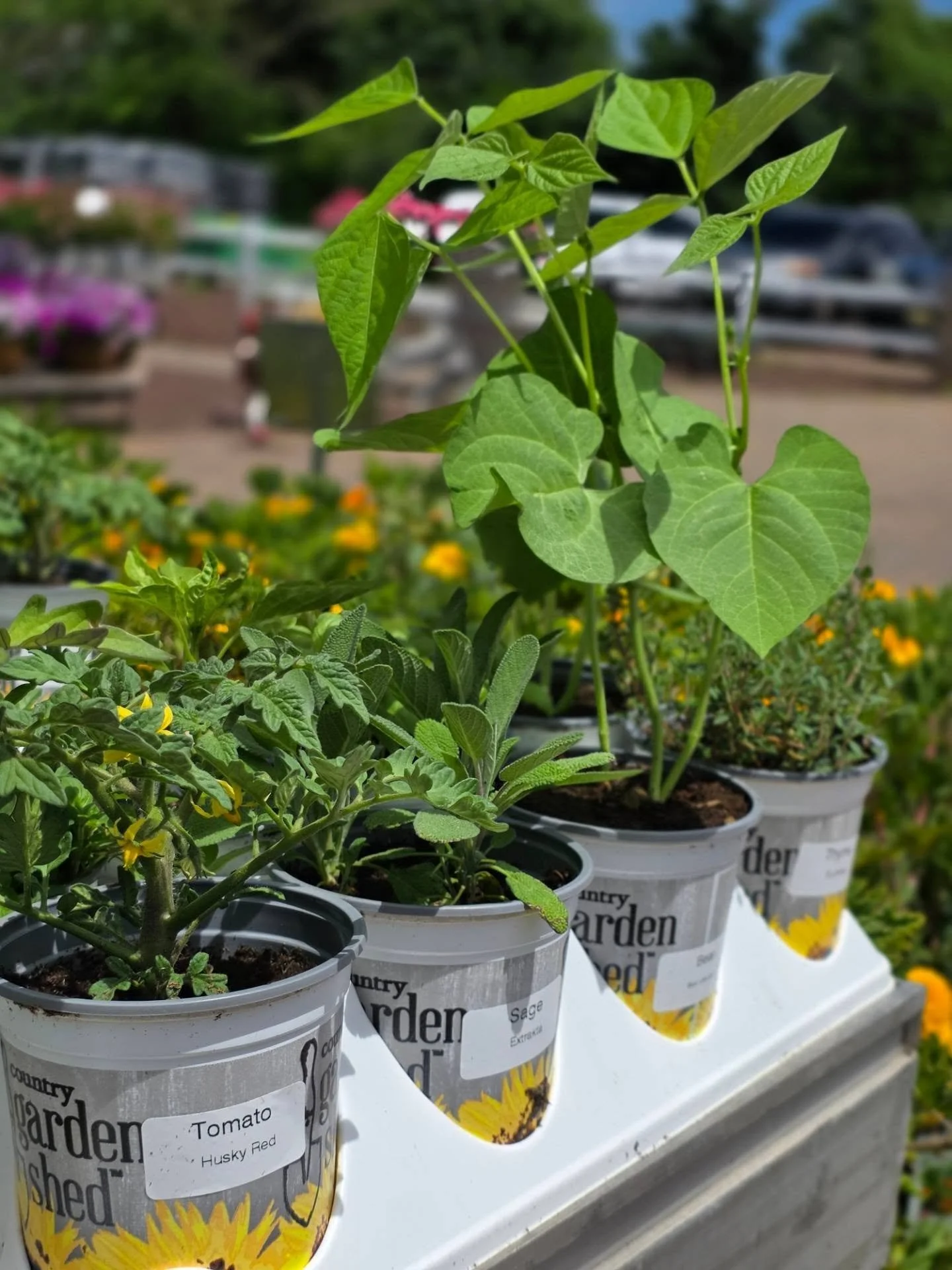 🥕 VEGGIE SALE TODAY ONLY! 🥕
Enjoy 50% off all veggies for one day only! 🍅🌱

Plus, we have lots of new arrivals (especially gorgeous hydrangeas!) 💙🌸 and our FREE Father&rsquo;s Day card decorating happening all day!

Come shop local and enjoy th