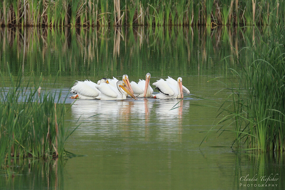 Pelicans on Lake Thumbnail.jpg