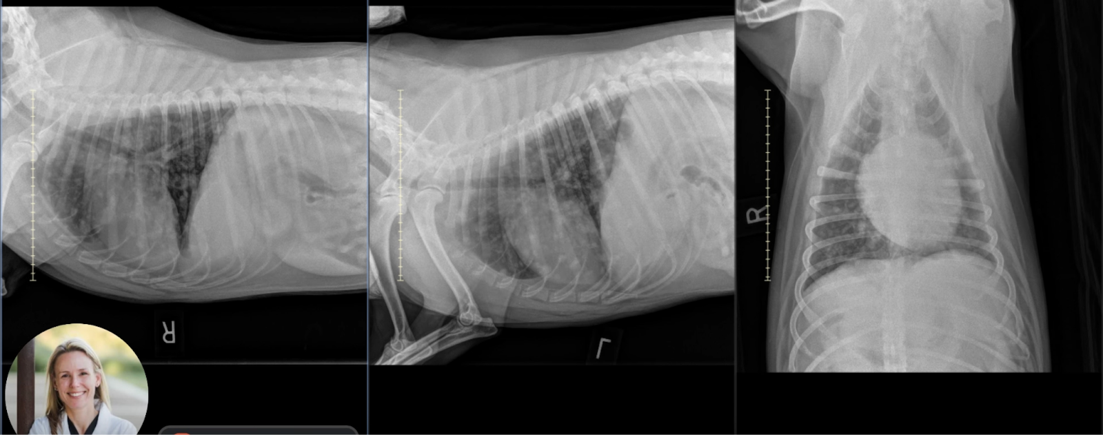 Composite image of thoracic radiographs from an Australian Cattle Dog with pulmonary metastases, alongside Dr. Sage reviewing the case