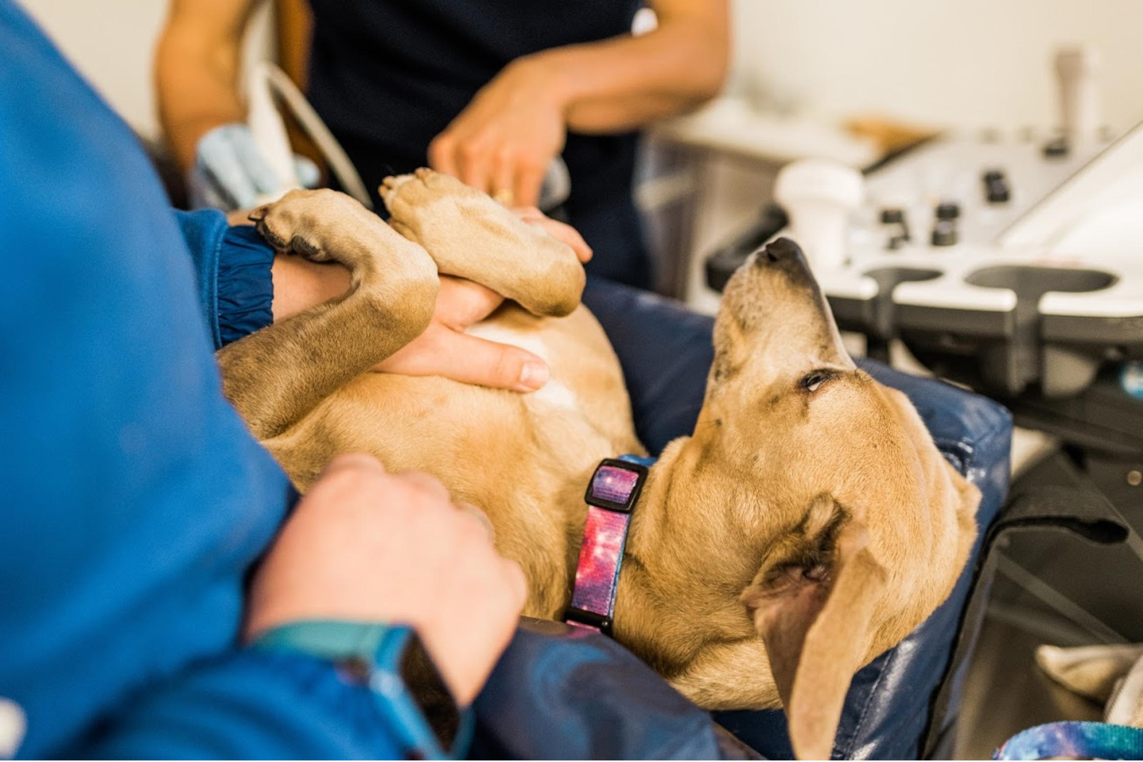 Dog receiving veterinary ultrasound imaging during diagnostic evaluation in Round Rock Texas.