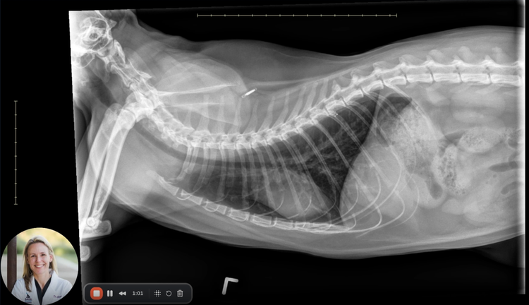 How to Spot Feline Asthma on X-Ray: Radiographic Signs in a Young Cat ...