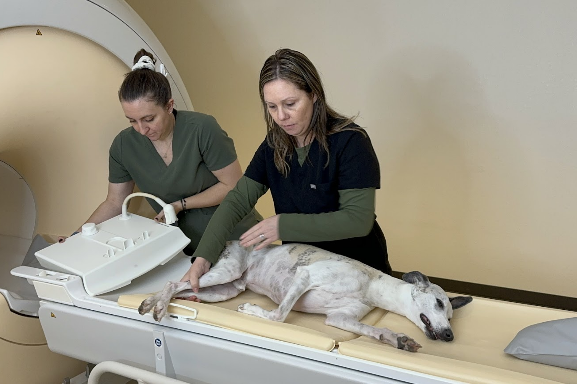 Veterinary team preparing a dog for an MRI examination in Sandy, Utah