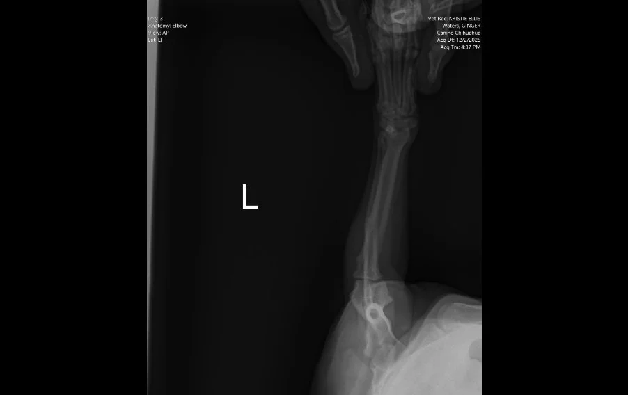 Lateral radiograph of a dog’s left forelimb showing mild degenerative joint changes without acute abnormalities